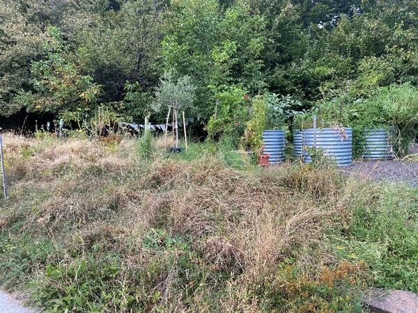 Greening is very easy in any garden: you increase the structures and different habitats from dry to moist, from sunny to shady.