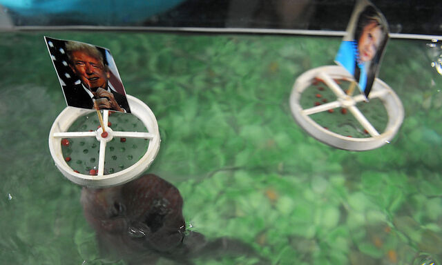 Dieses indische Fisch-Orakel tippt auf Trump, die Buchmacher glauben an einen Wahlsieg von Clinton.