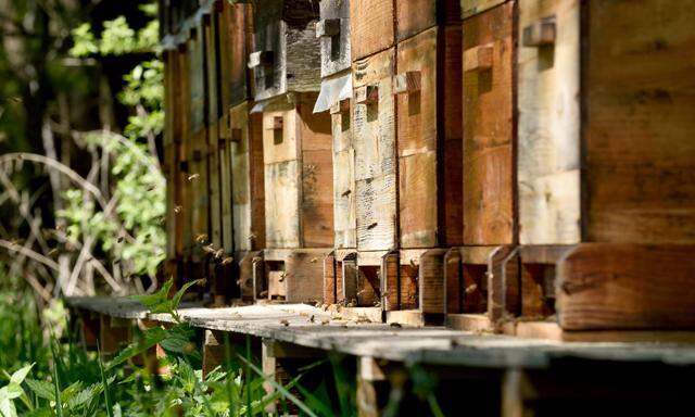 Positive Bilanz: Die Anzahl der Bienenvölker in Österreich steigt.