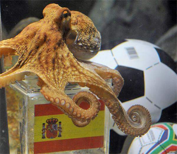 Nach den deutschen Spielen hatte Krake Paul auch das WM-Finale getippt. Mit Spanien war der sehr treffsichere Oktopus erneut goldrichtig gelegen.