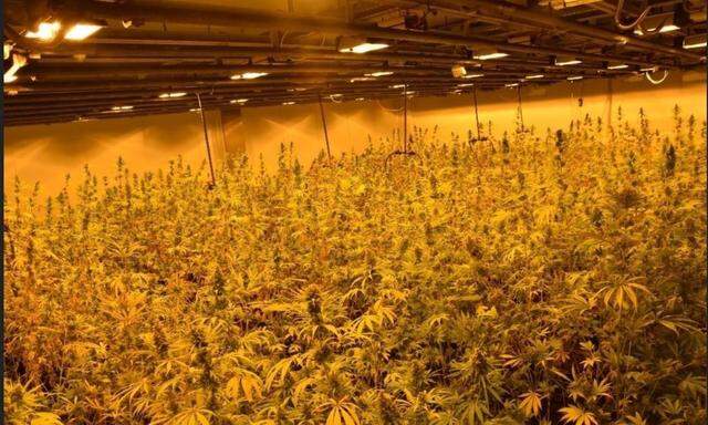 Eine Halle im Bezirk Wiener Neustadt wurde zum Cannabis-Anbau genutzt