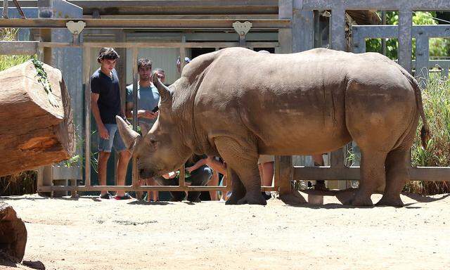 Nashorn in niederländischem Zoo ertrunken