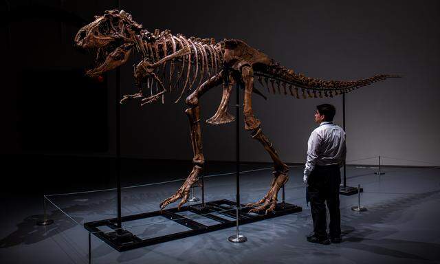 Sotheby's versteigert am 28. Juli in New York das Skelett eines Gorgosaurus. Es ist das erste Mal, dass ein Exemplar zur Auktion gelangt. Das Haus erwartet sich dafür fünf bis acht Millionen Dollar.