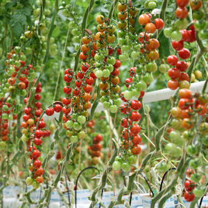 „90 Prozent der Gemüsesorten sind verschwunden“: Adam Alexander setzt sich für mehr Diversität ein. 