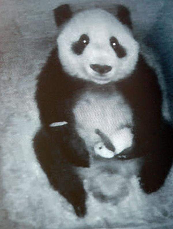 Das Panda-Baby - Spitzname "Krümel" - unternimmt gemeinsam mit seiner Mutter Yang Yang den ersten Ausflug aus der Wurfbox. Die beiden verweilen etwa eine Stunde draußen und ziehen sich dann wieder in das geschützte Versteck zurück.