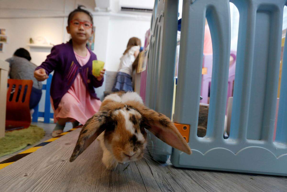Aufgrund des beengten Wohnraums sind Haustiere in Hongkong recht selten. Mit "Rabbitland" soll man trotzdem auf Tuchfühlung mit den Vierbeiner gehen können, so die Idee der Gründer.