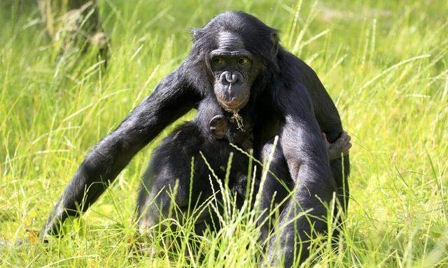 Die gefundenen Knochen sind in Größe und Proportionen am ehesten mit den heutigen Bonobos vergleichbar. 