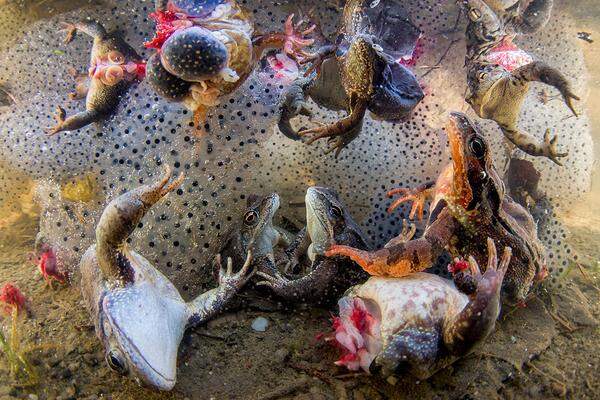 Das Foto von Bence Máté zeigt keine Frosch-Paarungsorgie wie man meinen möchte, sondern Tiere, die von Menschen zurück ins Wasser geworfen wurden. Denn in Rumänien werden Frösche geerntet und gegessen. Froschschenkel werden oft dem noch lebenden Tier abgetrennt werden, wie man hier sieht. Die Körperteile gelten nicht nur in Rumänien als Delikatesse, sie werden auch exportiert.