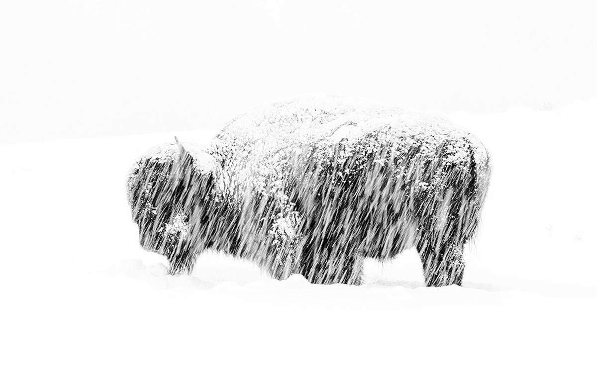 "Snow exposure" - zeigt einen Bison im verschneiten Yellowstone Park, abgelichtet von Max Waugh.