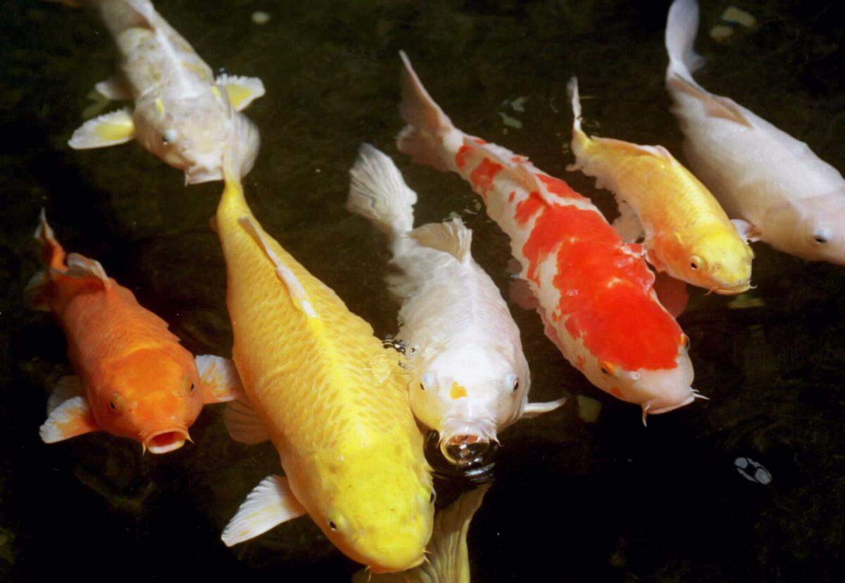 Zierfische der Rasse "Koi" strapazieren in Südkorea die Konten der Aquarium-Liebhaber. Mehr als 1.000 Euro werden für einen dieser Fische bezahlt.