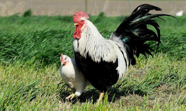 Hühner werden in Österreich meist vor der Geschlechtsreife geschlachtet.