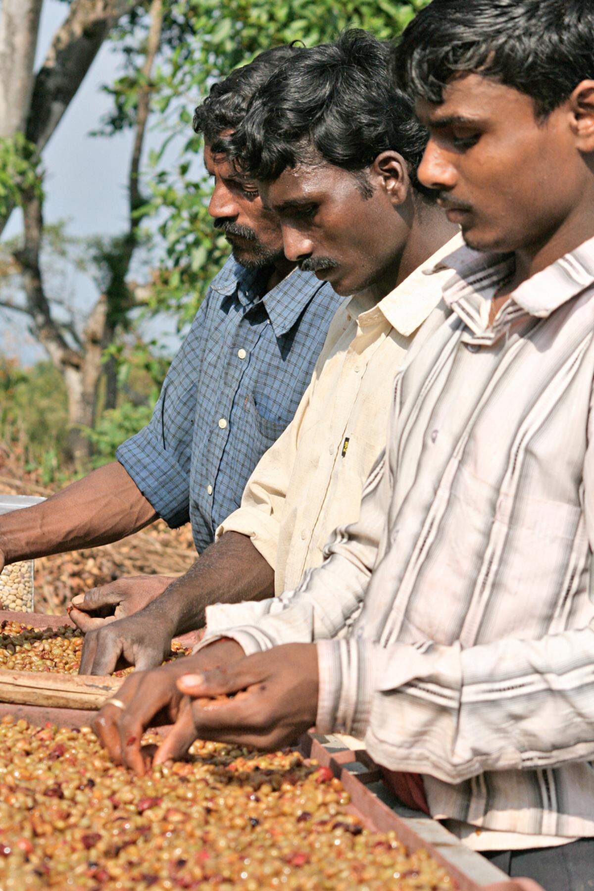 „Honey processed“Das ist etwas für Kaffeetrinker, die schon alles kennen. Diese „semi-­washed“ Aufbereitung der Bohnen (neben „washed“ und „natural“, dem Trennen von Bohne und Fruchtfleisch mittels Wasser bzw. Sonne) ist im Kommen. Die Schleimschicht zwischen Bohne und Fruchtfleisch, die Mucilage, bleibt dabei erhalten und karamellisiert gleichsam beim Sonnentrocknen auf Trockentischen, den sogenannten African Beds. Rösterin Johanna Wechselberger ist stolz darauf, eine kleine Menge aus El Salvador direkt zu importieren, und hat selbst schon beim Aufbereiten nach dieser Methode zugesehen. Der Kaffee sei teurer als andere, weil „jeden Tag Pflücker vom Feld oder Wald kommen und neue Kaffeekirschen bringen, die umgehend verarbeitet werden müssen.