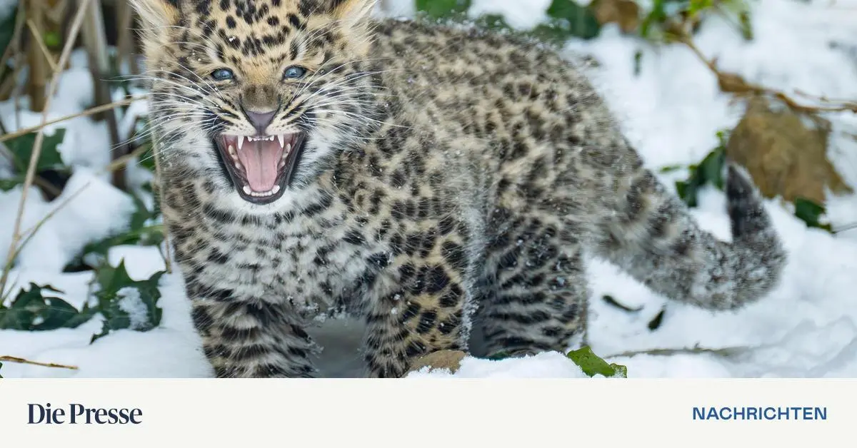 Tiergarten-Sch-nbrunn-Nachwuchs-bei-den-von-Ausrottung-bedrohten-Amurleoparden