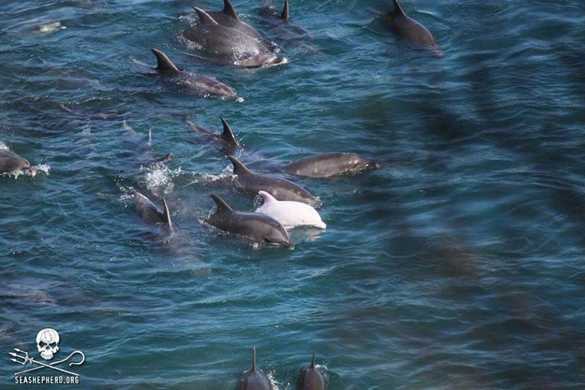 Die Jagd auf Delfine unterliegt auch nicht dem seit 1986 geltenden Walfangverbot.