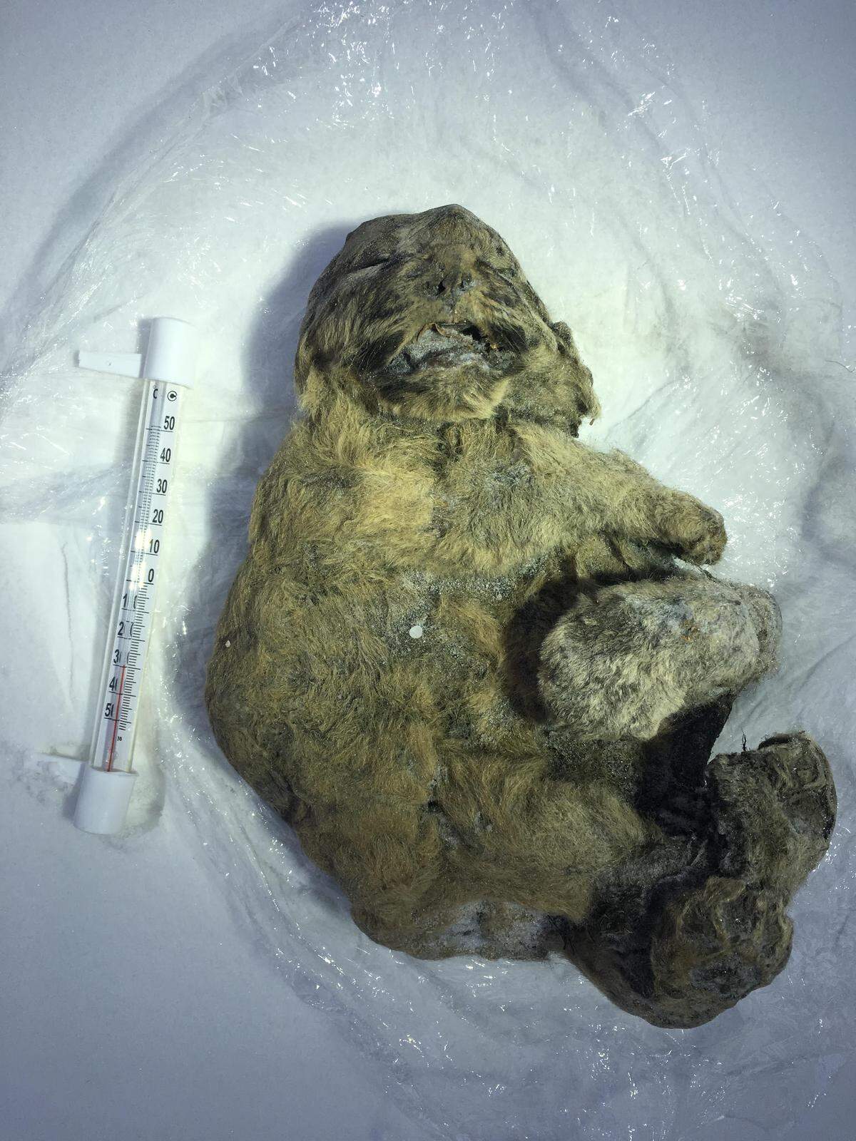 Gefrorene Gesellschaft leisten den Hundewelpen die Höhlenlöwen-Babys "Uyan" und "Dina". Auch sie sind ungefährt 12.000 Jahre alt und wurden 2015 im Permafrost in Jakutien gefunden. 