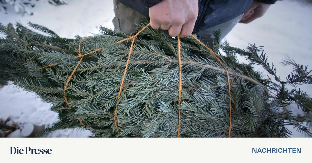 Christbaum-Verkaufsst-nde-in-Wien-und-Nieder-sterreich-ffnen-am-Freitag