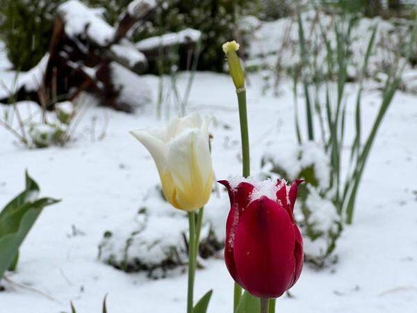 Auch die Tulpen sind so viel Schnee wohl eher nicht gewöhnt.