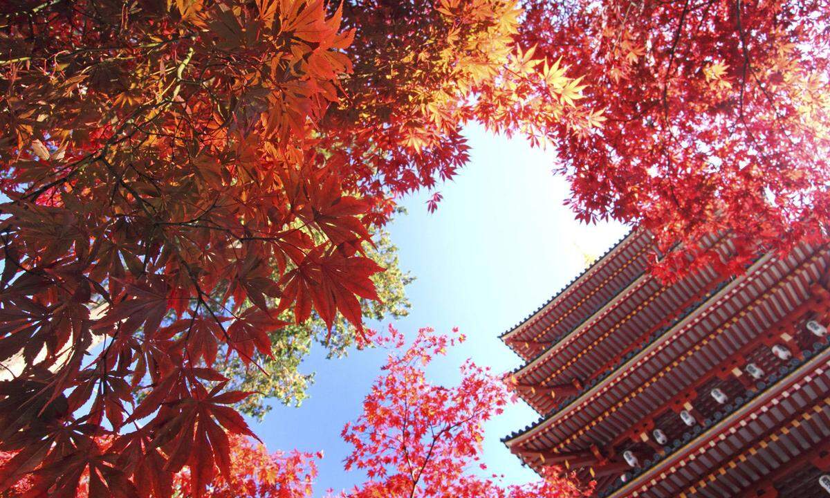 Die entspannteste Reisezeit für Japan ist der Herbst. Im November, mit Temperaturen um die 16 Grad, lohnt sich ein Besuch besonders. Neben Sightseeing kann man sich hier auch an der Herbstlaubfärbung, dem Pendant zur Kirschblüte im Frühling, erfreuen.