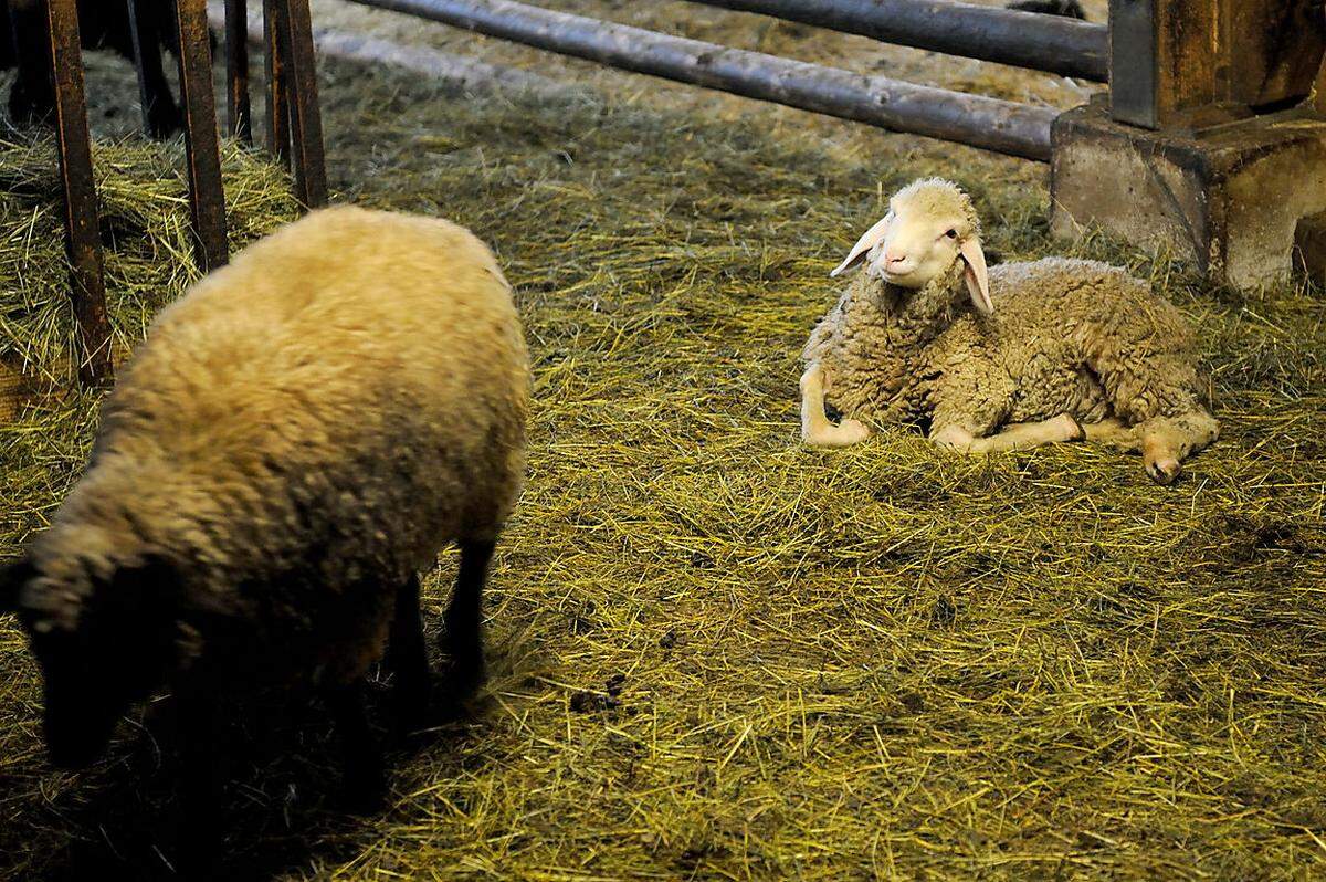 Die Schafe leben in einem überdachtem Stall neben den Schweinen - und den Schlachtraum, in dem jeden Montag geschlachtet wird.