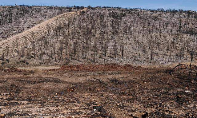 Verbrannte Baumstämme werden neben einem Wald aufgestapelt, der im März 2022 von einem großen Waldbrand in der Sierra de la Culebra in Tabara, Provinz Zamora, verwüstet wurde.