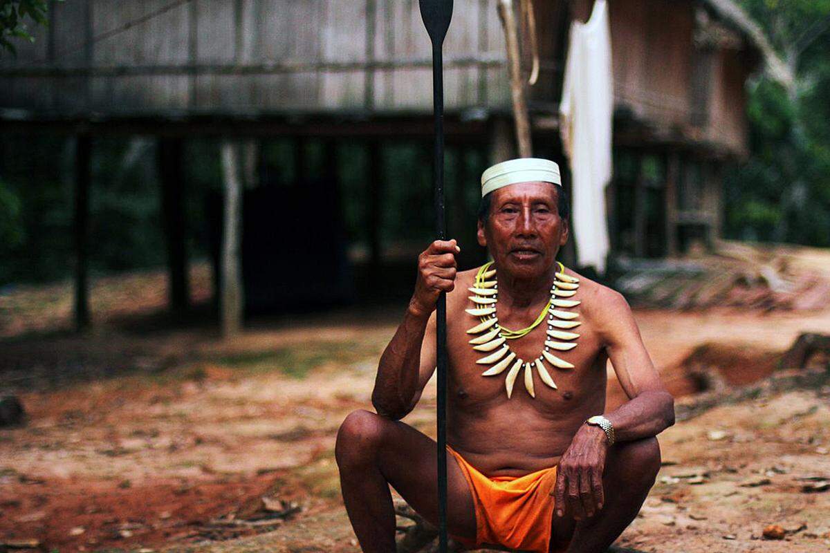 Ein Matsés-Großvater und Experte medizinischer Pflanzen. Die Matsés sind in Peru und Brasilien als das "Jaguar"-Volk" bekannt und werden in zwei Gruppen unterteilt: Die Tsasibo und die Macubo. Je nachdem, wie sie mit anderen Menschen, Geistern und Tieren verbunden sind. Die Gruppe eines Kindes wird durch die seines Vaters bestimmt.