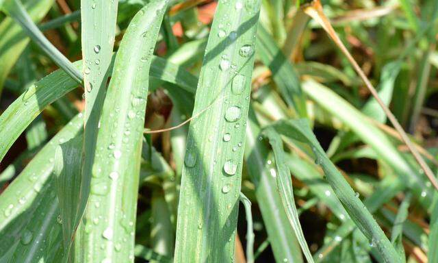 Dass Wassertropfen zu Mittag den Pflanzen, wie hier dem Zitronengras, schaden, ist ein Mythos.