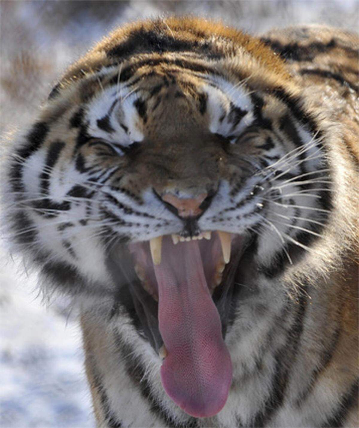 Der Tiger ist in Ostasien ähnlich gefährlich wie der Löwe in Afrika: Beiden werden jährlich 50 Todesopfer angelastet.