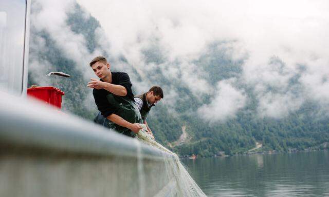 Hubert Wimmer (l.) und Max Peinsteiner bei ihrer Arbeit am Hallstätter See.