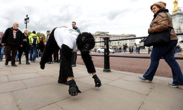 Charity event competitor Tom Harrison passes Buckingham Palace as he approaches the finish of the London Marathon, dressed in a gorilla outfit to raise money for the Gorilla Foundation, in London