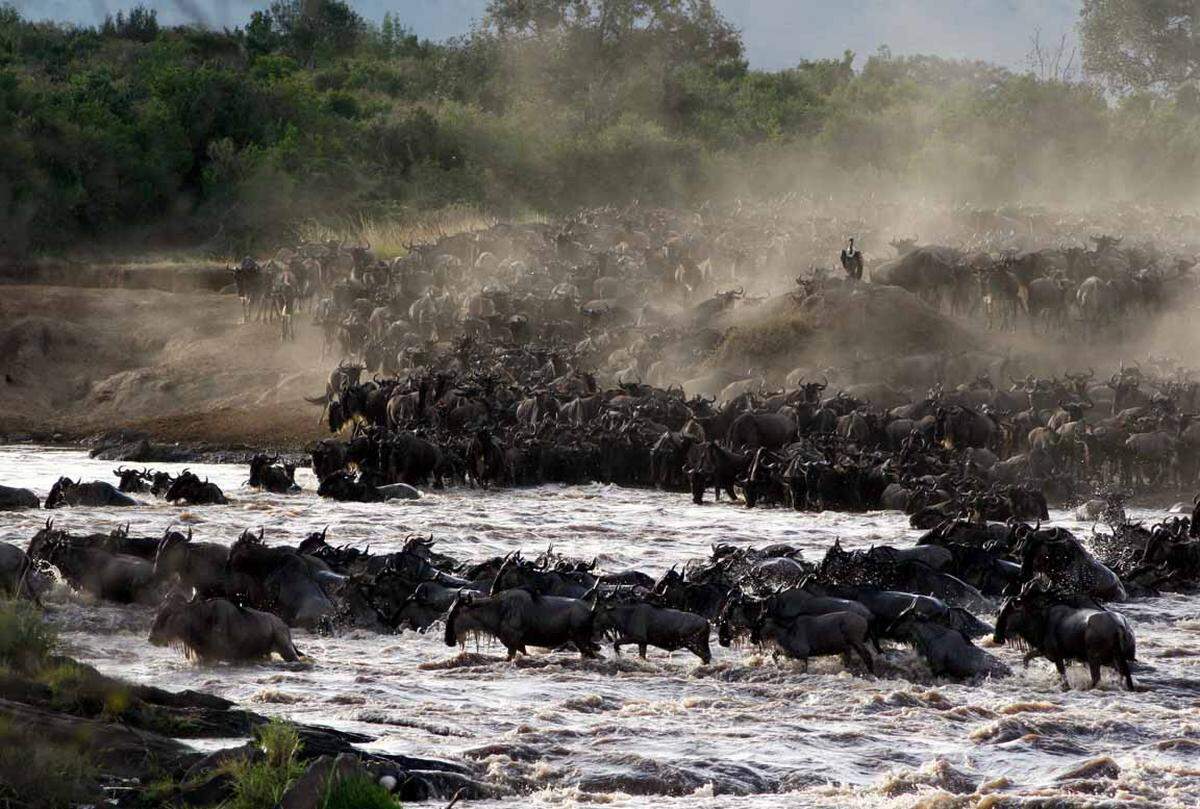 Die Migration ist die größte Säugetier-Massenwanderung weltweit. Herden an Gnus, Gazellen, Zebras und Antilopen zieht es jährlich von Juli bis September von der Serengeti in den Masai Mara Nationalpark in Kenia.