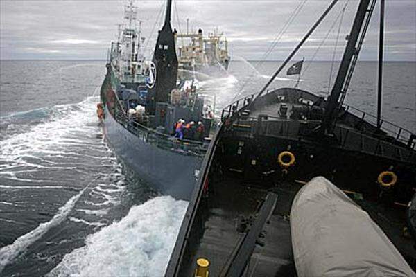 Im Visier von Sea Shepherd stehen vor allem Walfänger. Im Februar 2009 hat das japanische Walfangschiff "Yushin Maru 2" das Shepherd-Schiff "Steve Irwin" gerammt. Zuvor hatten die Aktivisten versucht, die Propeller des japanischen Schiffes lahmzulegen.
