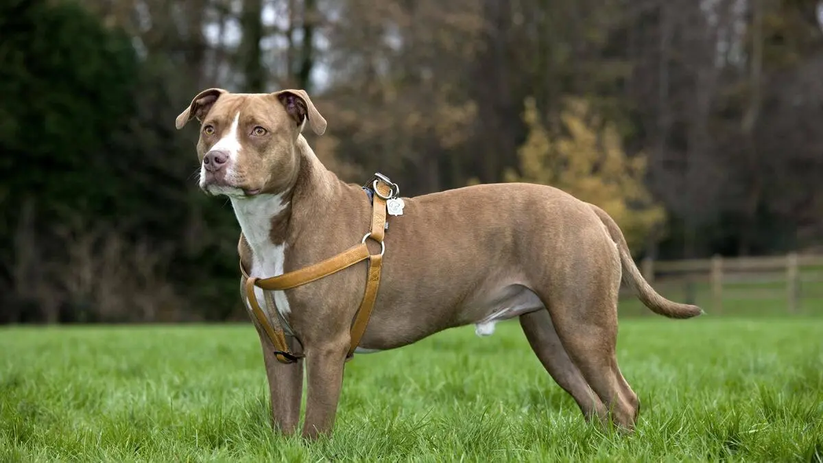 Carinthia: Dog bites Jack Russell Terrier to death in front of ...