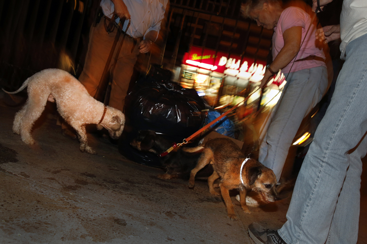 Die kleineren Hunde treiben die Ratten aus ihren Verstecken.