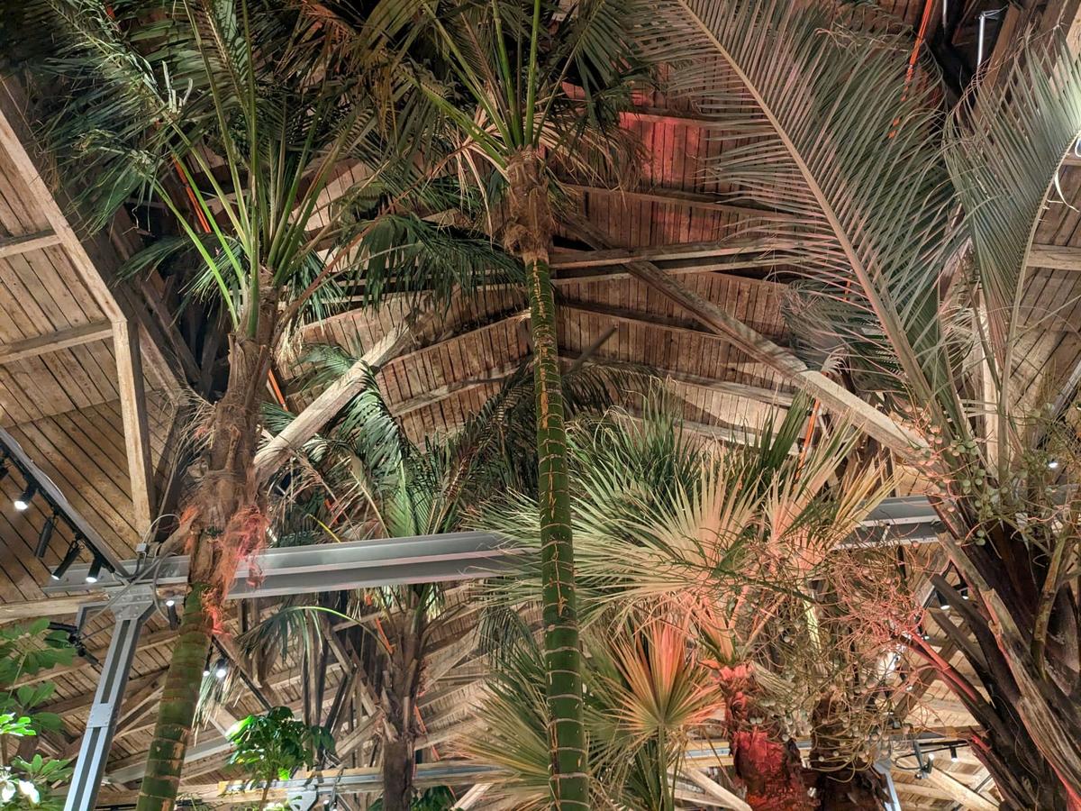 Mehr als hundert Pflanzen wachsen hier, eine Palme hat fünf Tonnen.