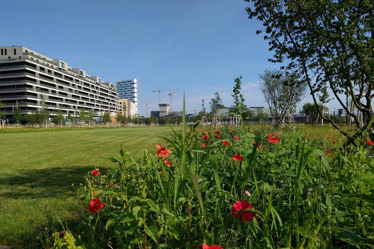 Wege schlängeln sich rund um die zentralen Wiesen - hier mit Blickrichtung Norden zum Wiener Haubtbahnhof. Auch die Blumenwiese ist in diesem Bereich des Parks schon schön gewachsen.