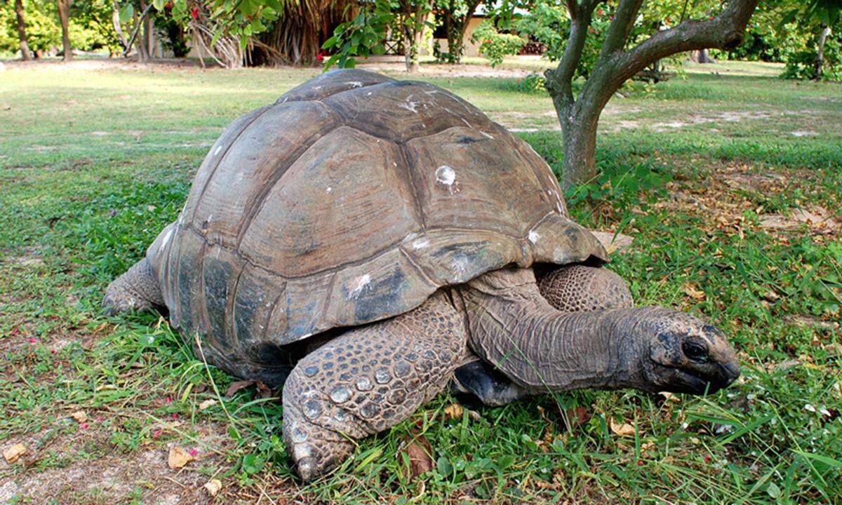 Auf dem Rückweg von einem solchen Gehege im Jardin du Roi oberhalb einer Bucht auf Mahé, wo zig Flughunde wie anderswo die Möwen kreisen, treffen wir auf Simon. Neben anderen Fischern steht er an der Küstenstraße im Örtchen Cascade und bietet seinen Tagesfang feil.