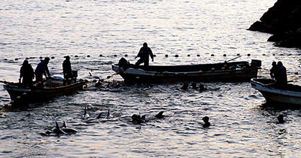 Die blutige Jagd auf Delfine in einem japanischen Fischerort hat wieder begonnen. Mehrere Boote liefen in Taiji im Südwesten des Landes aus. Am Donnerstag wurden erste Tiere in der Bucht zusammengetrieben - laut Fischereibehörde sollen sie in Aquarien gebracht werden. Doch im Laufe der kommenden Tage werden wieder viele hundert Tiere getötet werden.