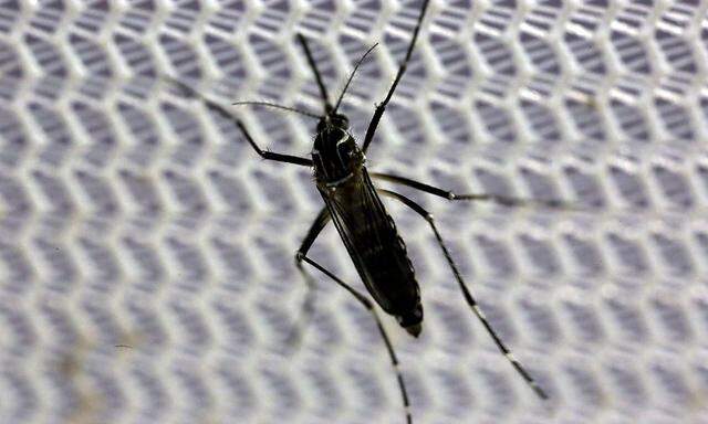 Aedes aegypti mosquito is seen inside Oxitec laboratory in Campinas