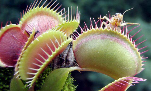 POLAND ZOO EXHIBITION CARNIVOROUS PLANTS