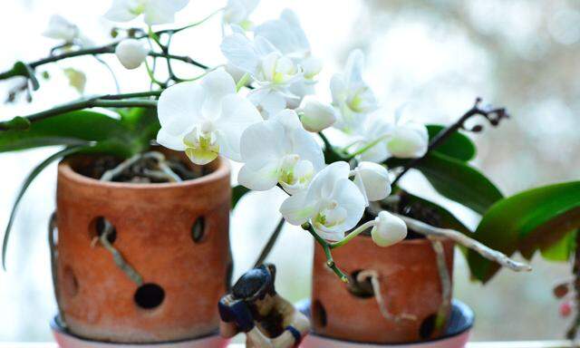 Blühende Orchideen auch im Winter.