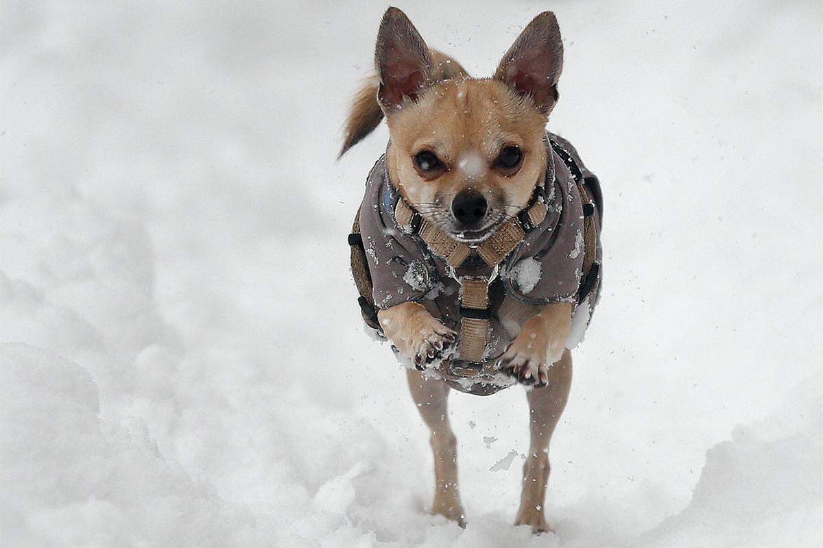 Keine Diskussion gibt es bei den Hunden: Sie freuen sich über das Herumtollen im Schnee.