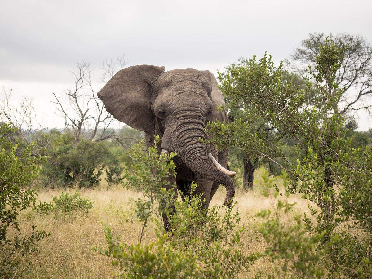 Ein streunender Elefantenbulle. "He is crazy at the moment", erklärt der Spurensucher: das Männchen ist gerade auf der Suche nach Weibchen, schlägt mit dem Kopf gegen Bäume und sollte lieber großräumig umfahren werden.