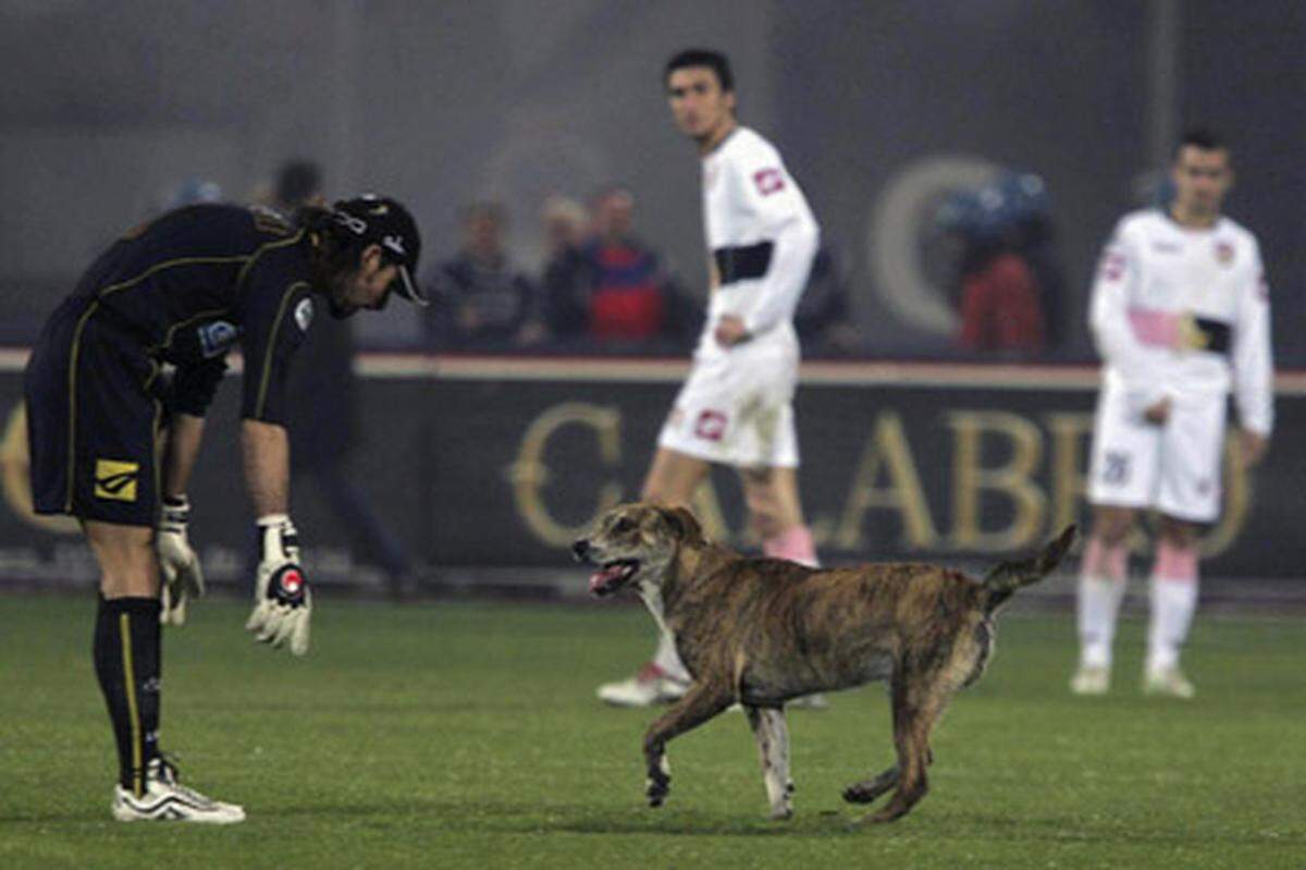 Der italienische Torwart Armando Pantanelli bei seinem Nebenjob als Hundesitter.