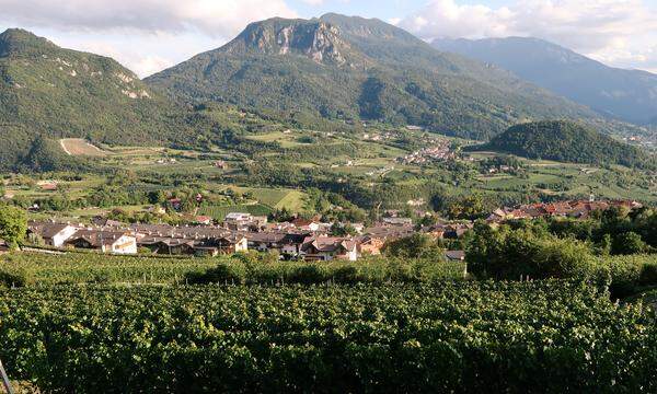 Blick über die Weinanbaugebiete im Trentino