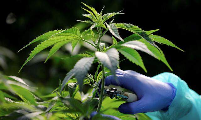 FILE PHOTO: An employee tends to a medical cannabis plants at Pharmocann, an Israeli medical cannabis company in northern Israel