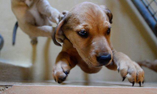 Archivbild: Ein Hundewelpen im Wiener Tierschutzhaus