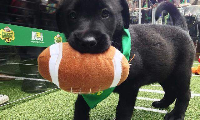 A puppy holds onto a plush football at the ´Puppy Bowl´ in Phoenix