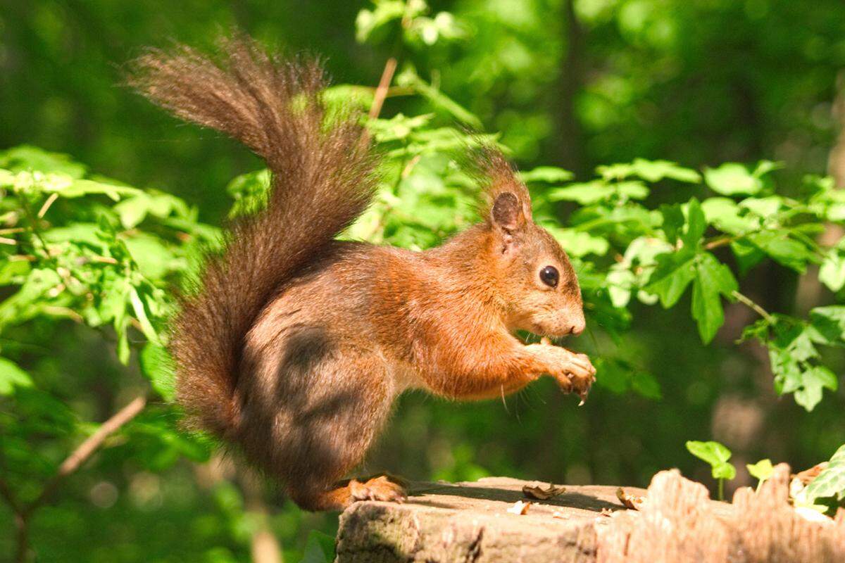 Abgespaltet von den Kürschnern und auch als Buntfutterer bezeichnet, verarbeiteten sie hauptsächlich die Felle der -süßen - Eichhörnchen, aber auch gelegentlich von anderen Wald-und Wiesentieren, zu Pelzwerk aller Art.