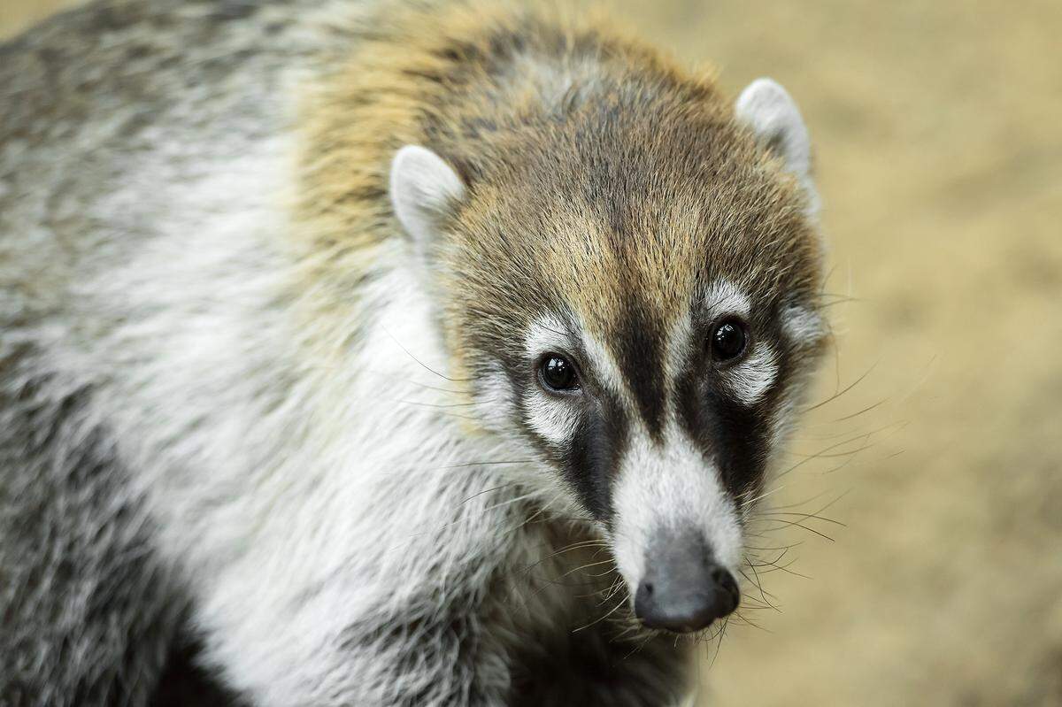 7. März. Es gibt Verstärkung für die Nasenbären im Tiergarten Schönbrunn: Zwei junge Weißrüsselnasenbären namens "Puppe" und "Diego" sind aus dem tschechischen Zoo Ústí nad Labem angekommen. 