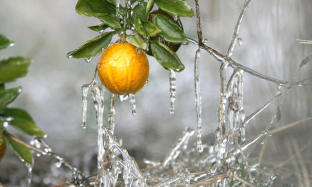 Jahrhundert-Kälte und Schneeflocken in Florida